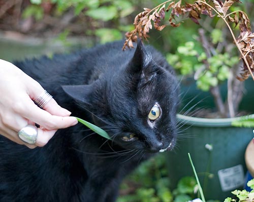 Tom munching lemongrass