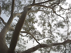 PenCam Ultra tree shot